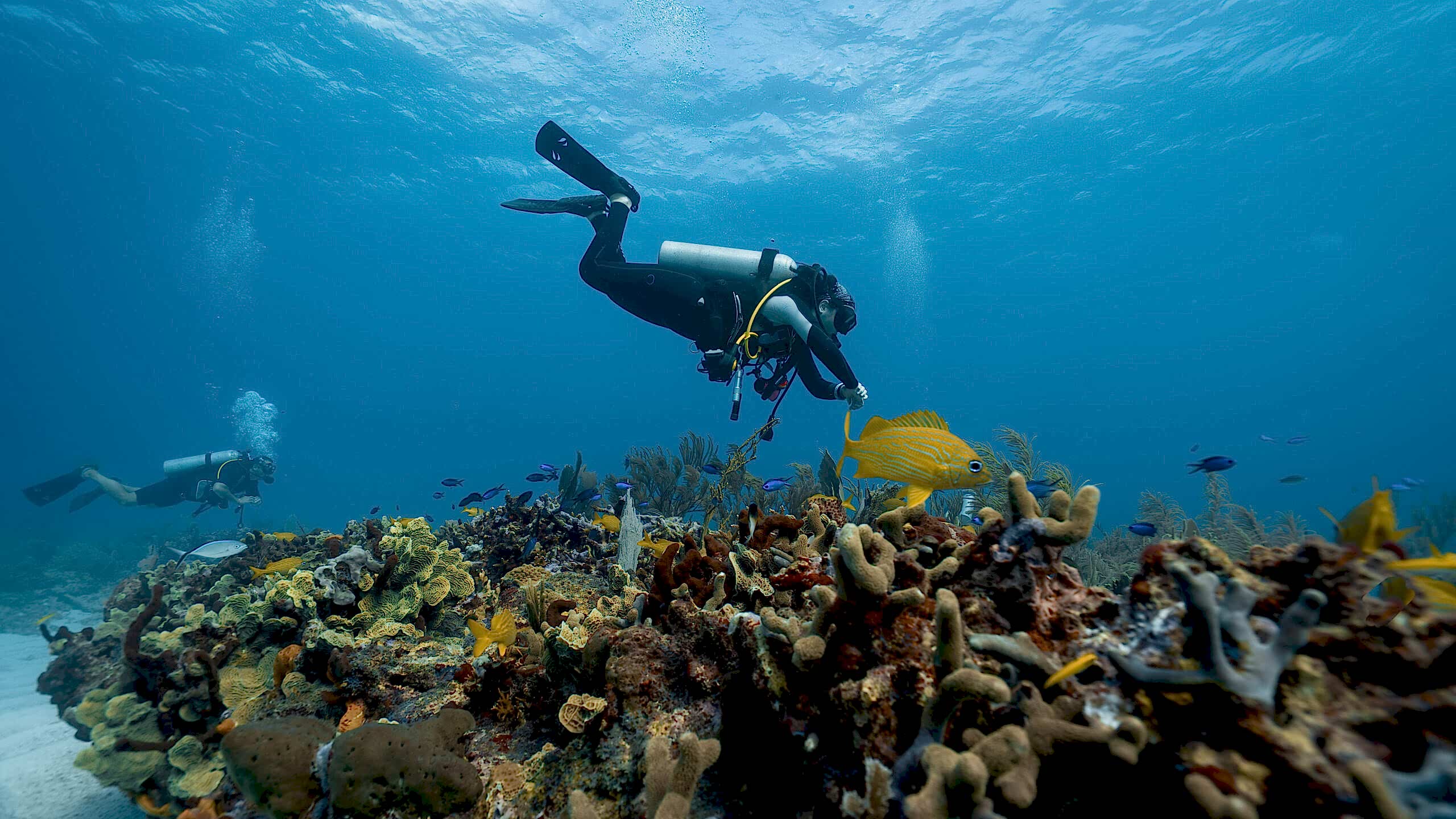 diver checking the health of the coral reef
