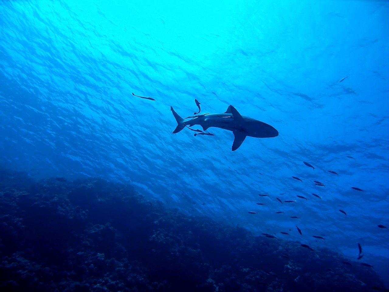 Paradise Diving’de PADI eğitiminin farkı