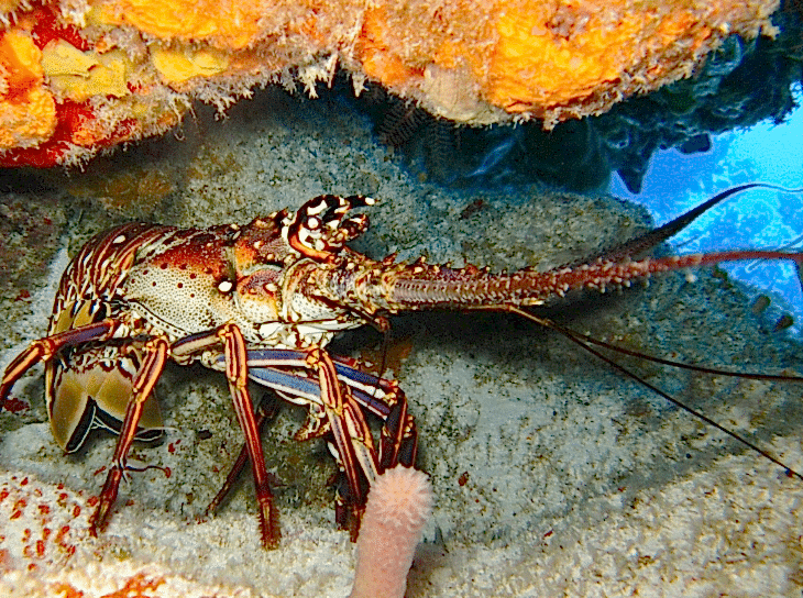 Rescue Diver Eğitimi Nedir?